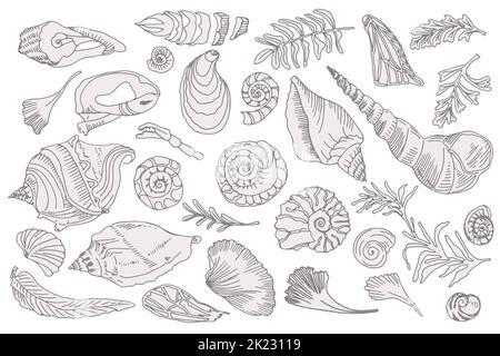 Set of silhouette seashells and plants Hand drawn ocean shell or conch mollusk scallop Sea underwater animal fossil Nautical and aquarium, marine Stock Vector