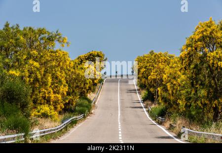 The Mount Etna broom (Genista aetnensis) in flower, a spectacular sight in summertime growing high on the slopes of the famous Sicilian volcano Stock Photo