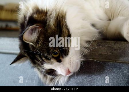 Close up of a scruffy brown and white Ragdol Cat looking down Stock Photo
