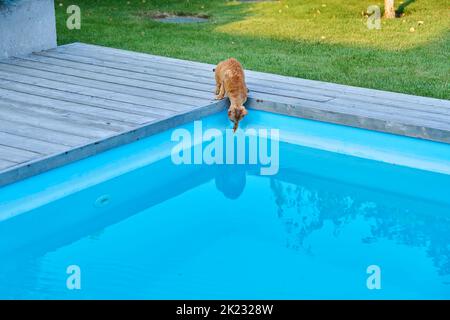 Domestic cat pet drinks water in outdoor pool in backyard Stock Photo