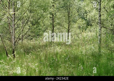 Lush green summer landscape featuring white birch trees surrounded by dense wild grasses and foliage in a sunlit woodland meadow. Stock Photo