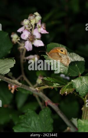 Gatekeeper butterfly - Pyronia tithonus - resting on holy bramble - Rubus sanctus Stock Photo