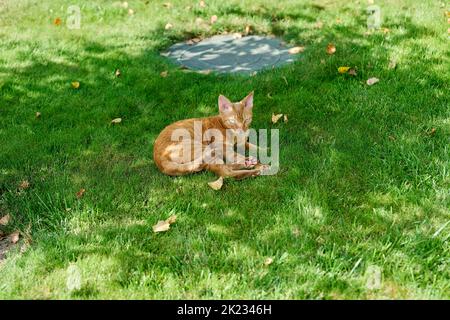 Red Devon Rex cat lying on the green grass Stock Photo