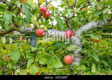 Heritage red apples growing on a trained apple tree, Amisfield walled garden, East Lothian, Scotland, UK Stock Photo