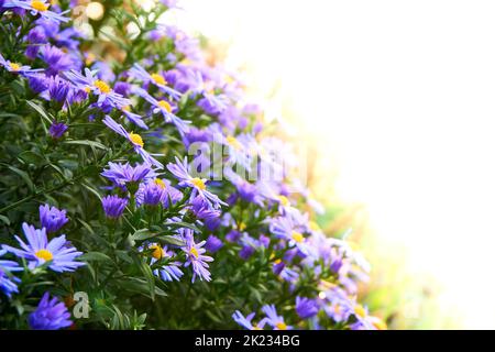 Autumn cute aster bush october sky and white space for text Stock Photo