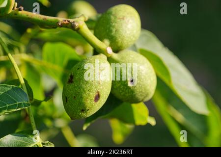 Closeup of unripe young green walnuts on a tree. Image with selective focus. Stock Photo