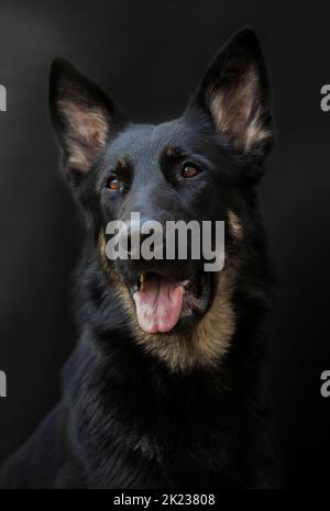 Portrait of a dog, thoroughbred German Shepherd black color on a black background, large Stock Photo