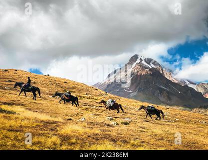 Four horses with load go up mountain lead by georgian rider in scenic KAzbegi national park. Climb KAzbek mountain peak. Horses carry bags to camp hel Stock Photo