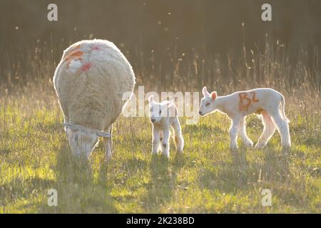 Close up of a mother ewe sheep together with her two early lambs on a very bright and sunny February morning, grazing outdoors in a countryside field. Stock Photo