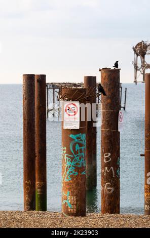 Carrion Crows sitting on old rusting derelict West Pier pillars with Swimming Danger signs Brighton , Sussex , England UK Stock Photo