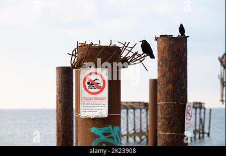 Carrion Crows sitting on old rusting derelict West Pier pillars with Swimming Danger signs Brighton , Sussex , England UK Stock Photo