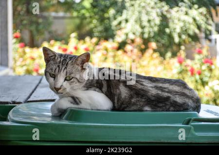 A young country cat lies in the shade in the backyard Stock Photo