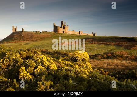 Flowering gorse in front of Dunstanburgh Castle which sits near the village of Craster on the Northumberland coast of England Stock Photo
