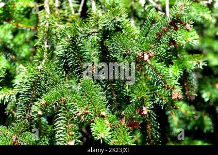 Verdant cluster of fir branches in the sunny forest Stock Photo