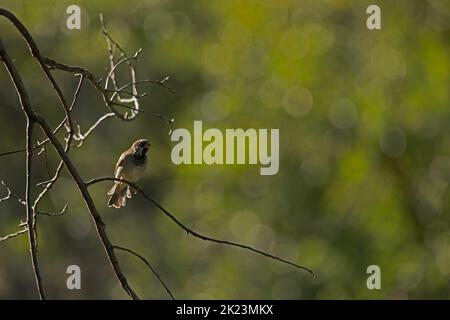 Front view of one male house sparrow, Passer domesticus, perched on an empty tree branch on a summer morning in Iowa with copy space to the right. Stock Photo