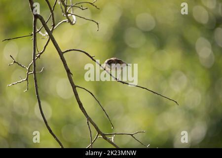 Male house sparrow on thin branch isolated on green bokeh background looking down on a summer morning in Iowa. Stock Photo