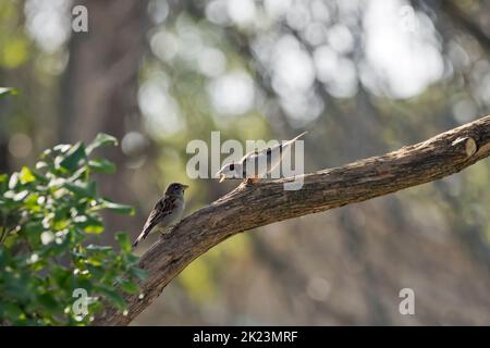 Male house sparrow, Passer domesticus, warning a female house sparrow on a lilac tree branch with bokeh background on a summer morning in Iowa. Stock Photo