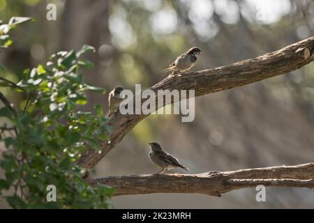Two male house sparrows, Passer domesticus, and one female house sparrow interacting in a lilac tree in Iowa on a summer morning with bokeh background Stock Photo