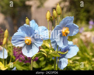 Blue Alaskan wildflower Photographed near Homer, Alaska. Homer is a city in Kenai Peninsula Borough in the U.S. state of Alaska. It is 218 mi (351 km) Stock Photo