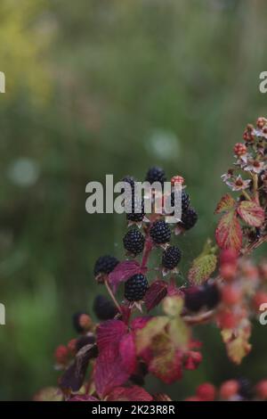 Bunch of ripe blackberry fruit on branch with green leaves on a farm. Close-up, blurred background Stock Photo