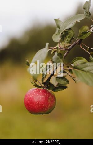 Organic apples. Fruit without chemical spraying. Autumn day. Rural garden. Ripe red apple on a tree Stock Photo