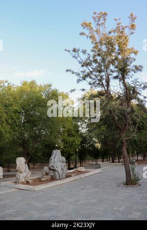 Jordan forest Amman city Stock Photo - Alamy