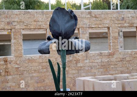 Amman, Jordan : black iris in AlHussein Public Parks Stock Photo