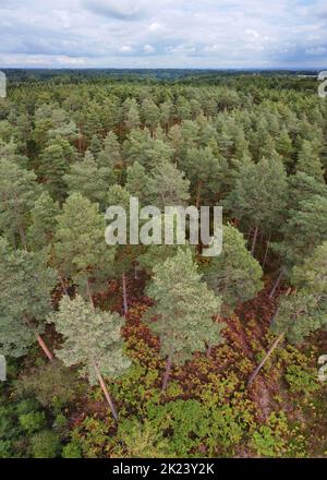 Scots Pine plantation - Pinus sylvestris Stock Photo