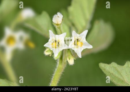 Green Nightshade - Solanum nitidibaccatum Stock Photo