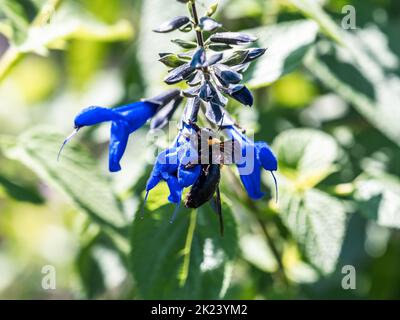 Japanese carpenter bee, xylocopa appendiculata, feeds from blue Anise-scented Sage flowers. Stock Photo