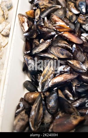 Beach mussel shell (Mytilidae ) close up Stock Photo - Alamy