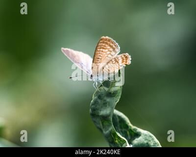 A small pea blue butterfly, Lampides boeticus, feeds from colorful pink flowers near Yokohama, Japan Stock Photo