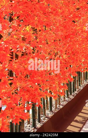 red tree wall fence for park or garden decorative. Stock Photo