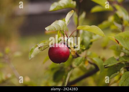 Organic apples. Fruit without chemical spraying. Autumn day. Rural garden. Ripe red apple on a tree Stock Photo