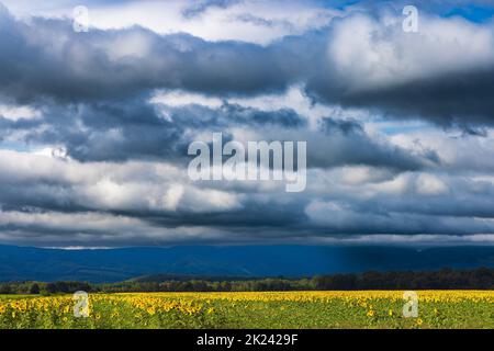 Stormy clouds over the sunflower field in Croatia Stock Photo