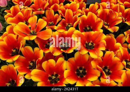 Orange tulips photographed in Keukenhof Gardens. A popular tourist attraction in Lisse, Netherlands Stock Photo