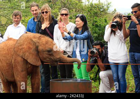Nairobi, Kenya - 28 October 28 2017: tourists looking elephant and taking photos in the David Sheldrick Wildlife Trust Center (elephant orphanage) Stock Photo