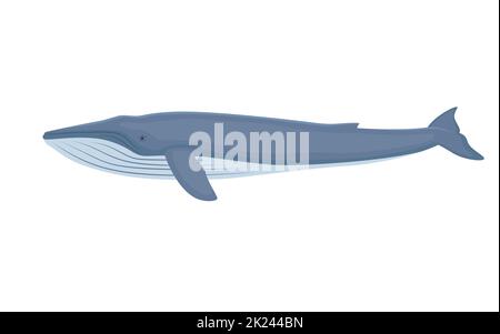 Blue Whale. Vector illustration of a huge cartoon blue whale isolated on white. Flat style, side view. Stock Vector