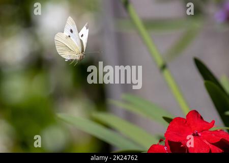 Small White butterfly (Pieris rapae) flying over red busy lizzie flowers in a garden, UK wildlife Stock Photo