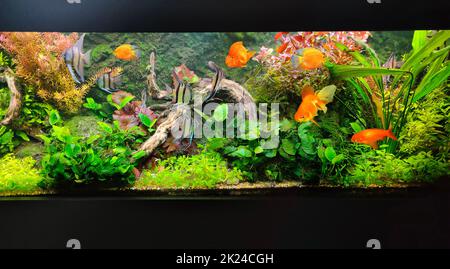 The close up of aquarium tank full of fish Stock Photo