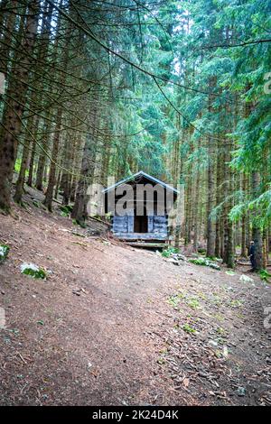 Small abandoned wooden cabin in a deep dark fir forest Stock Photo