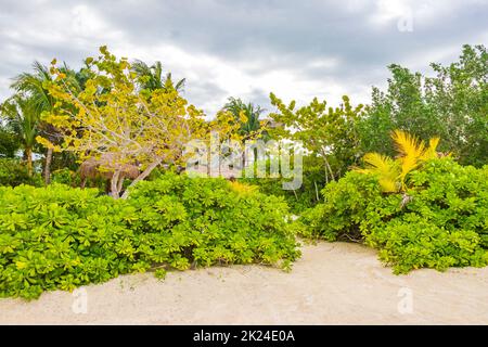 Sandy muddy road walking path and landscape view with tropical nature on beautiful Holbox island in Quintana Roo Mexico. Stock Photo