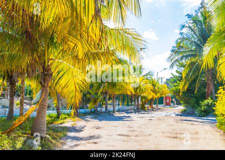 Sandy muddy road walking path and landscape view with tropical nature on beautiful Holbox island in Quintana Roo Mexico. Stock Photo