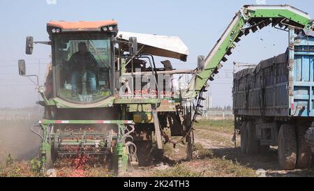 Changji, China's Xinjiang Uygur Autonomous Region. 19th Sep, 2022. Villagers havest tomatoes in Xingfu Village of Changji, northwest China's Xinjiang Uygur Autonomous Region, Sept. 19, 2022. Credit: Feng Guofeng/Xinhua/Alamy Live News Stock Photo