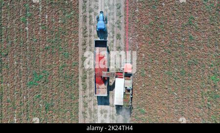 Changji, China's Xinjiang Uygur Autonomous Region. 19th Sep, 2022. Aerial photo shows villagers havesting tomatoes in Xingfu Village of Changji, northwest China's Xinjiang Uygur Autonomous Region, Sept. 19, 2022. Credit: Feng Guofeng/Xinhua/Alamy Live News Stock Photo