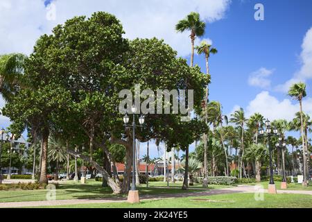 ORANJESTAD, ARUBA - DECEMBER 16, 2020: Seagrape tree (lat. Coccoloba uvifera) in Wilhelmina Park in the city center of Oranjestad on the Caribbean isl Stock Photo