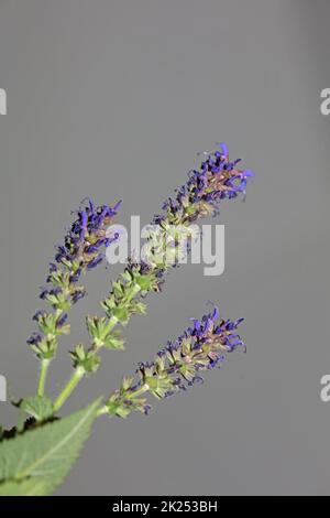 Flower blossoming salvia nemorosa family lamiaceae close up botanical background high quality big size print home decor agricultural plant Stock Photo