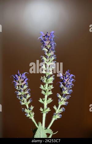 Flower blossoming salvia nemorosa family lamiaceae close up botanical background high quality big size print home decor agricultural plant Stock Photo