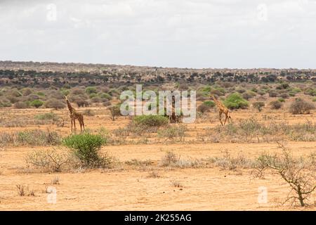 Giraffes in the savannah in Amboseli National Park, Kenya Stock Photo