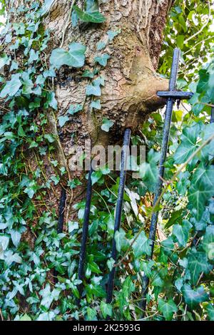 The metal railings of a fence enveloped by a willow tree, which over time has grown around and subsumed it Stock Photo